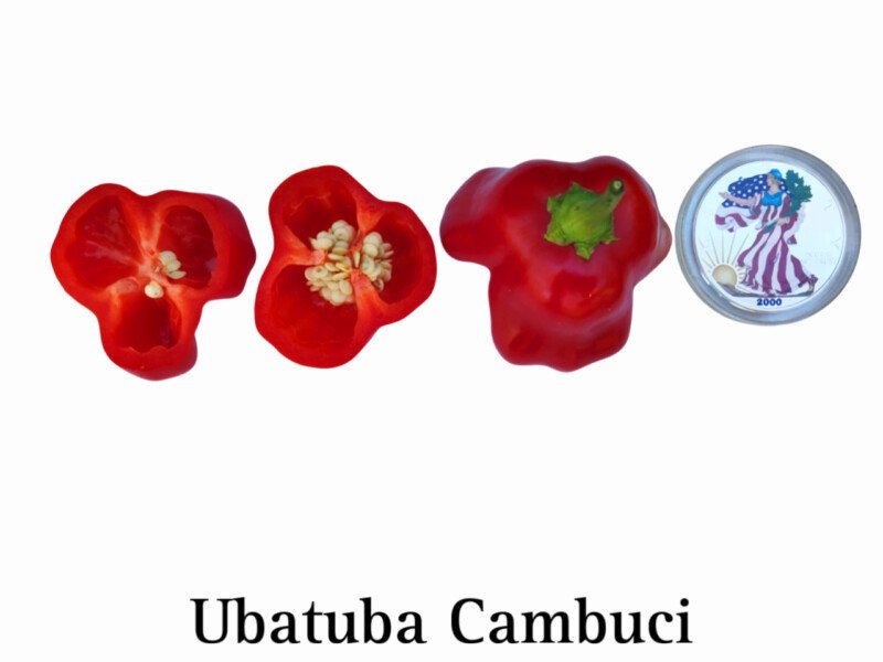 Ubatuba Cambuci Pepper