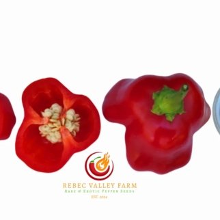 Ubatuba Cambuci Pepper