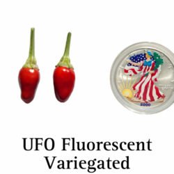 UFO Fluorescent Variegated Pepper