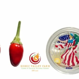 UFO Fluorescent Variegated Pepper