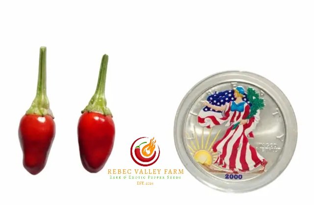 UFO Fluorescent Variegated Pepper