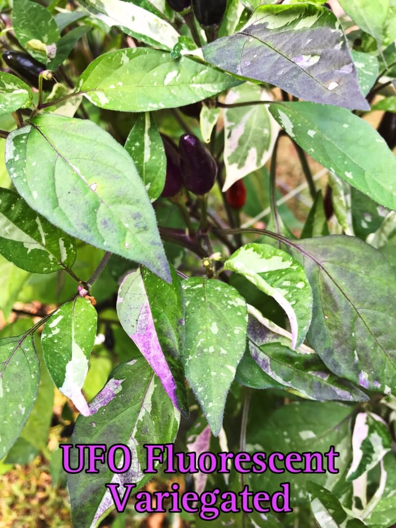 UFO Fluorescent Variegated Pepper - Image 2