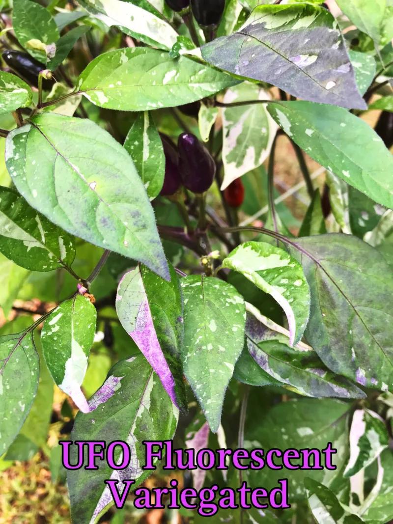 UFO Fluorescent Variegated Pepper - Image 2