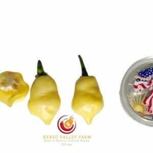 White UFO Pepper