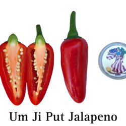 Um Ji Put Korean Jalapeno