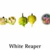 White Reaper Pepper Seeds