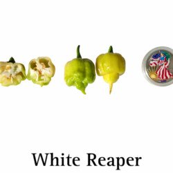 White Reaper Pepper Seeds