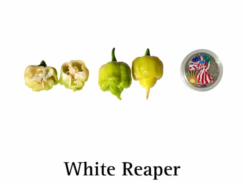 White Reaper Pepper Seeds