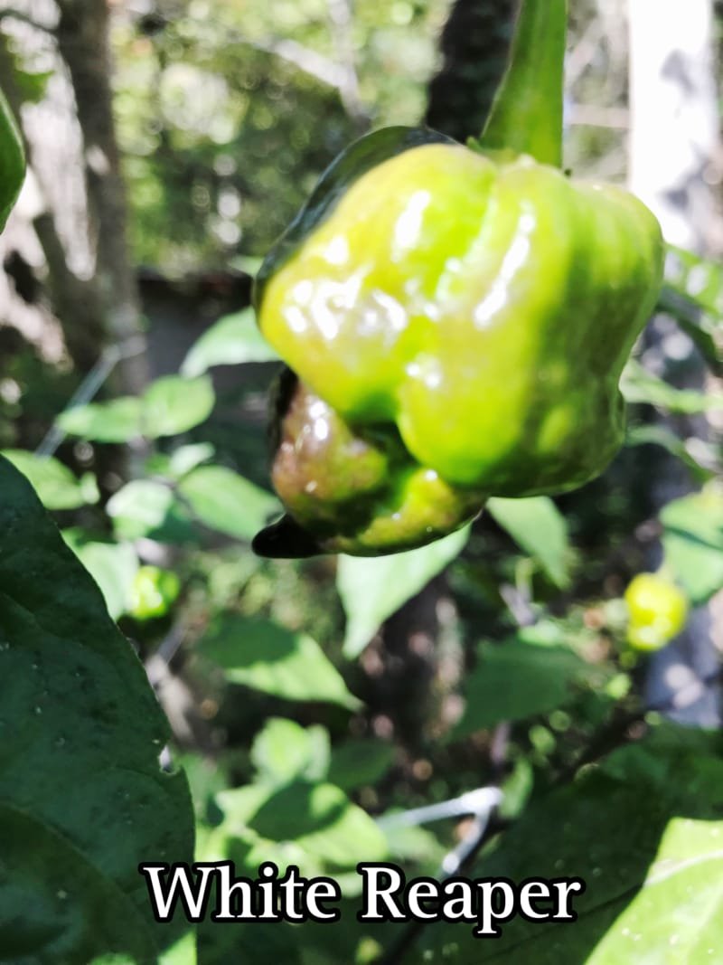 White Reaper Pepper - Image 2