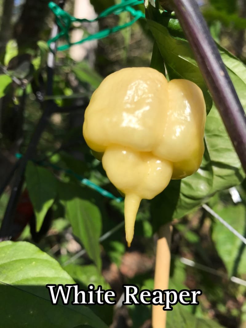White Reaper Pepper - Image 3