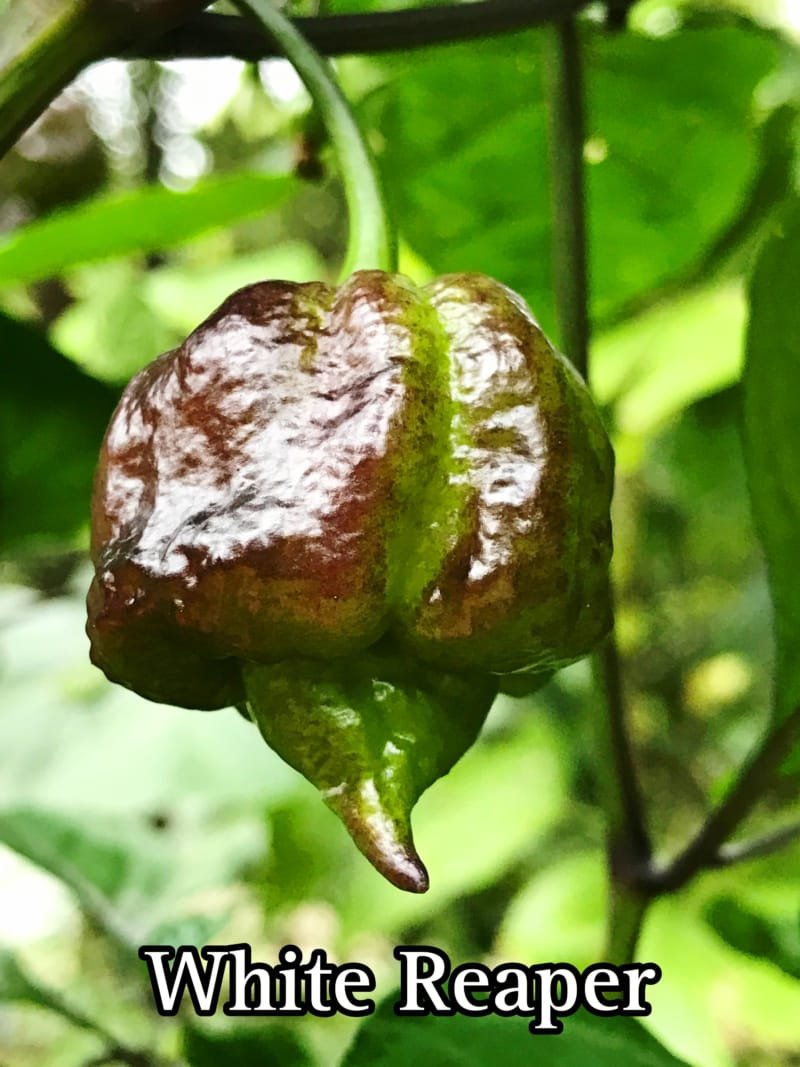 White Reaper Pepper - Image 4