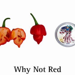 Whynot Red Superhot Pepper