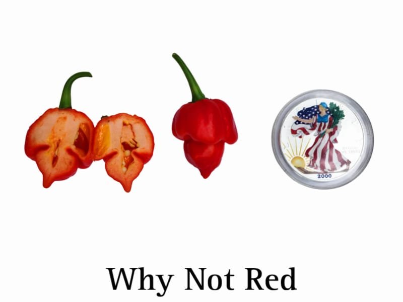 Whynot Red Superhot Pepper
