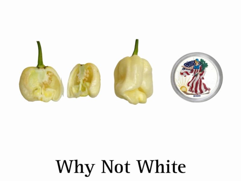 Whynot Pepper, White