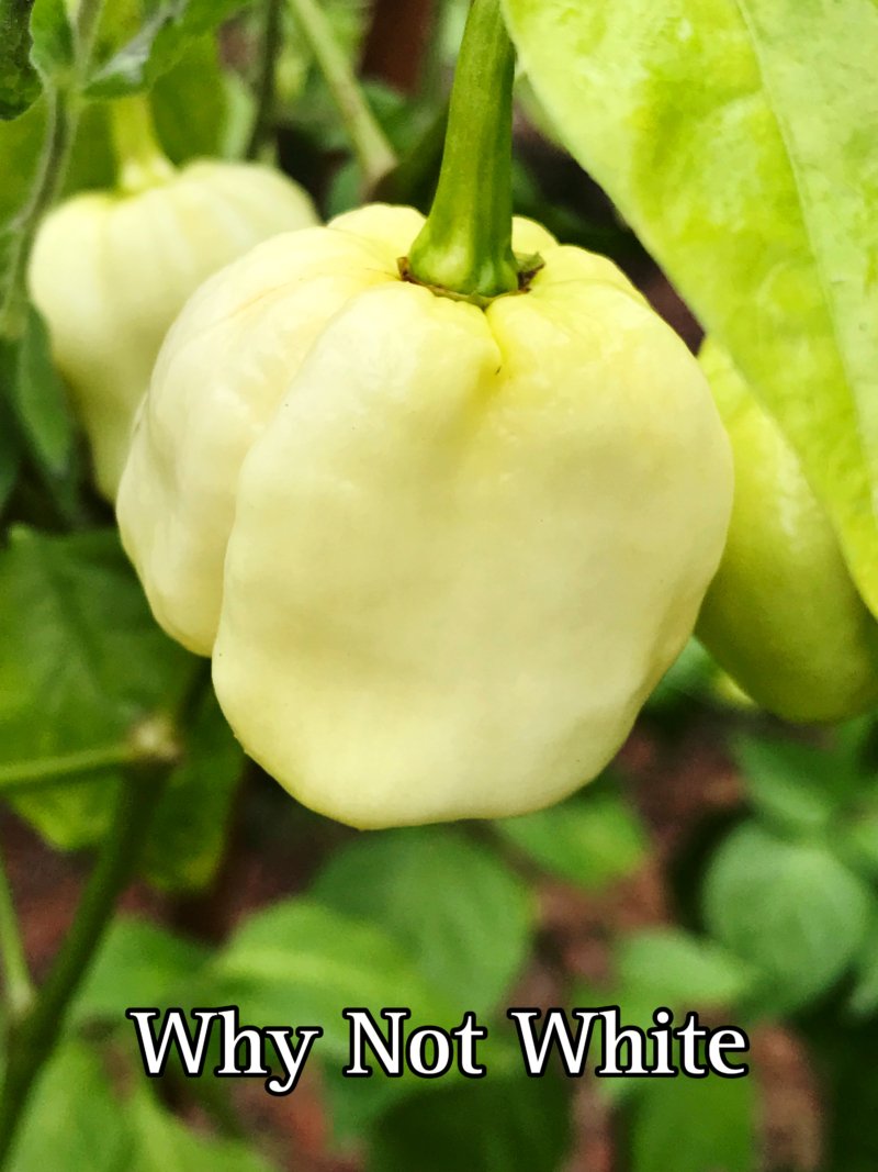 Whynot Pepper, White - Image 2