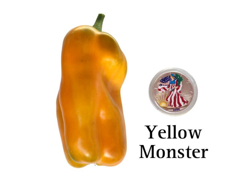 Yellow Monster Sweet Pepper Seeds