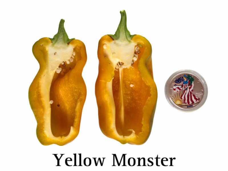 Yellow Monster Pepper - Image 2