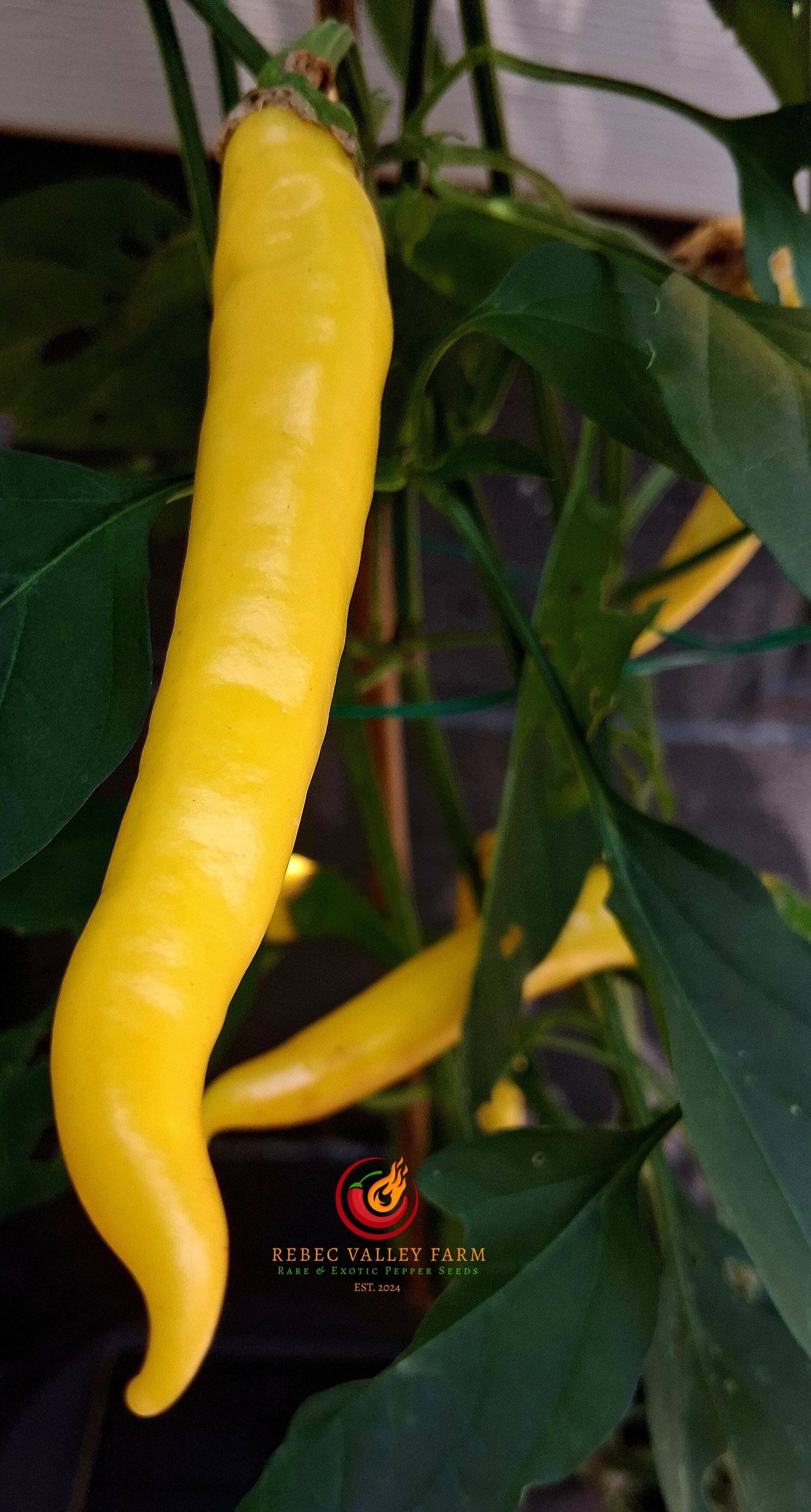 Sarit Gat Pepper - Image 2