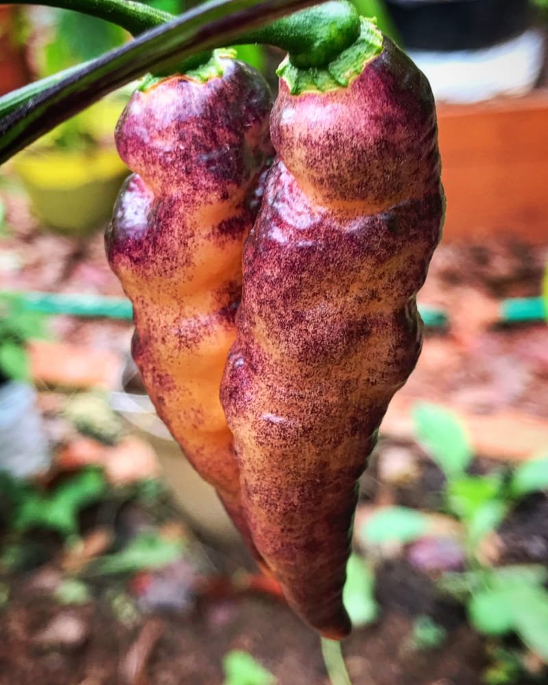 Blue Ghost Peach Pepper - Image 2
