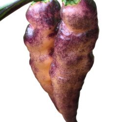 Blue Ghost Peach Pepper Seeds