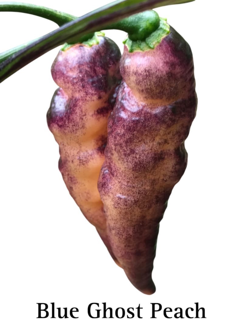 Blue Ghost Peach Pepper Seeds