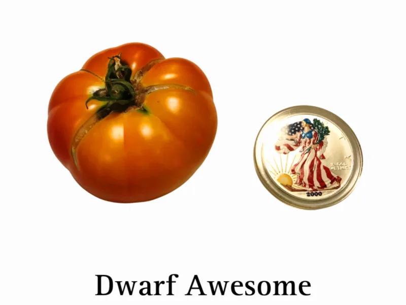 Dwarf Awesome Tomato
