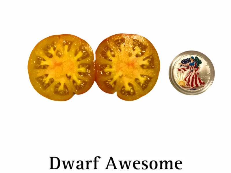 Dwarf Awesome Tomato - Image 2