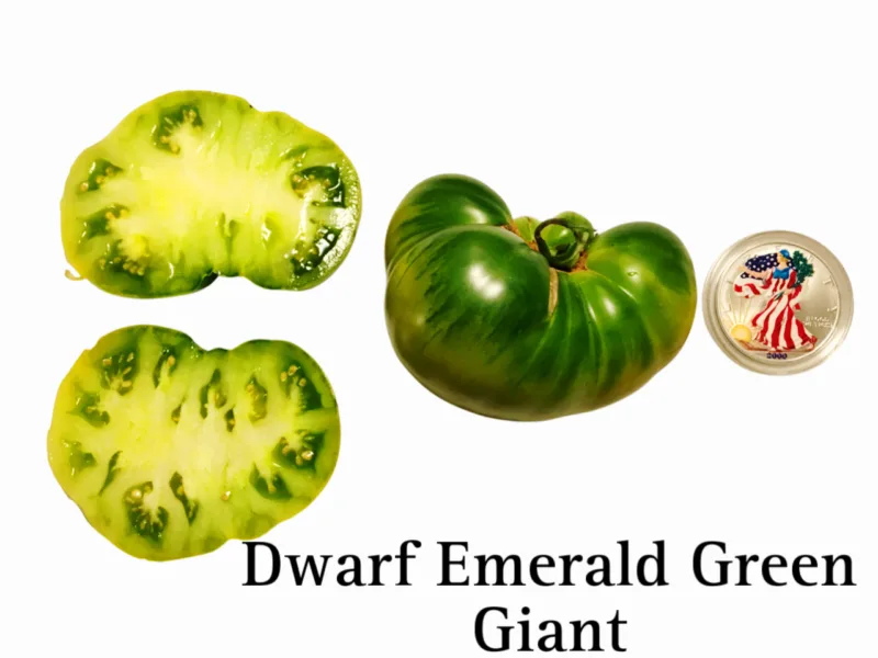 Dwarf Emerald Green Giant Tomato Seeds