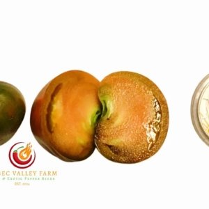 Purple Heartthrob Dwarf Tomato