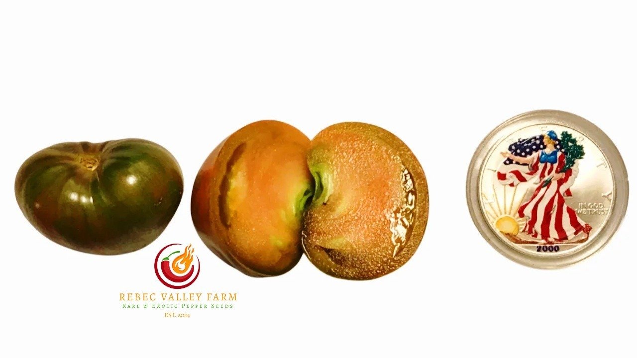 Purple Heartthrob Dwarf Tomato