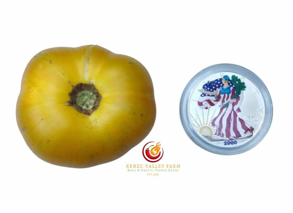 Rumpelstiltskin Dwarf Tomato