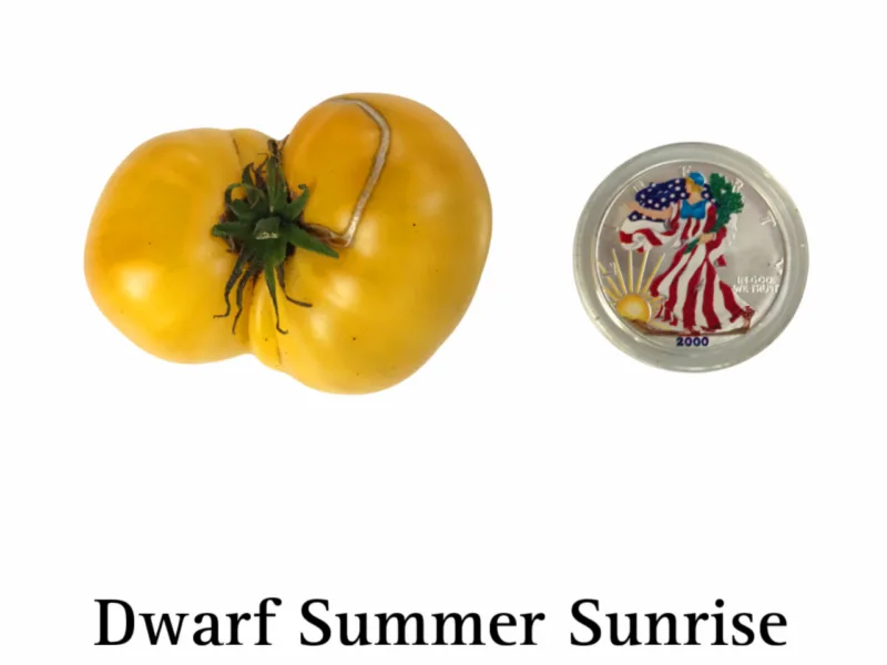 Dwarf Summer Sunrise Tomato Seeds