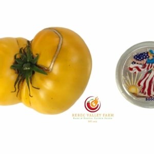 Dwarf Summer Sunrise Tomato