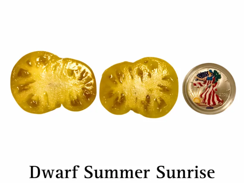 Dwarf Summer Sunrise Tomato - Image 2