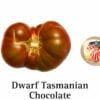 Dwarf Tasmanian Chocolate Tomato Seeds