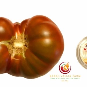 Tasmanian Chocolate Dwarf Tomato