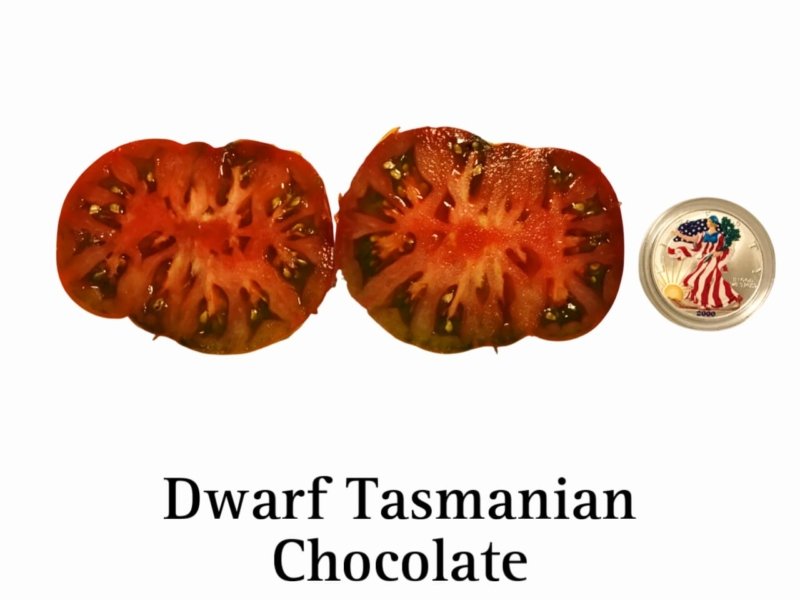 Tasmanian Chocolate Dwarf Tomato - Image 2
