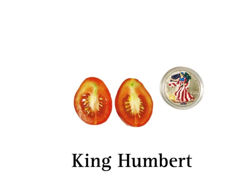 King Humbert Tomato - Image 2