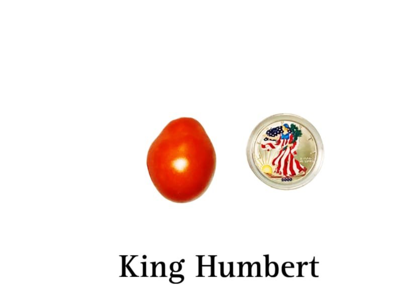 King Humbert Tomato