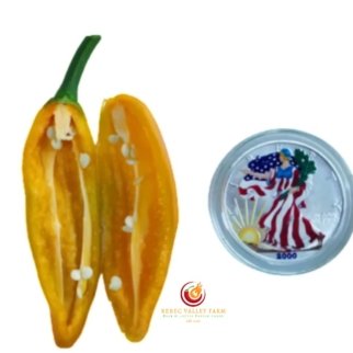 Orange Cayenne x White Bell Pepper