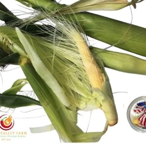 Chires Baby Sweet Corn