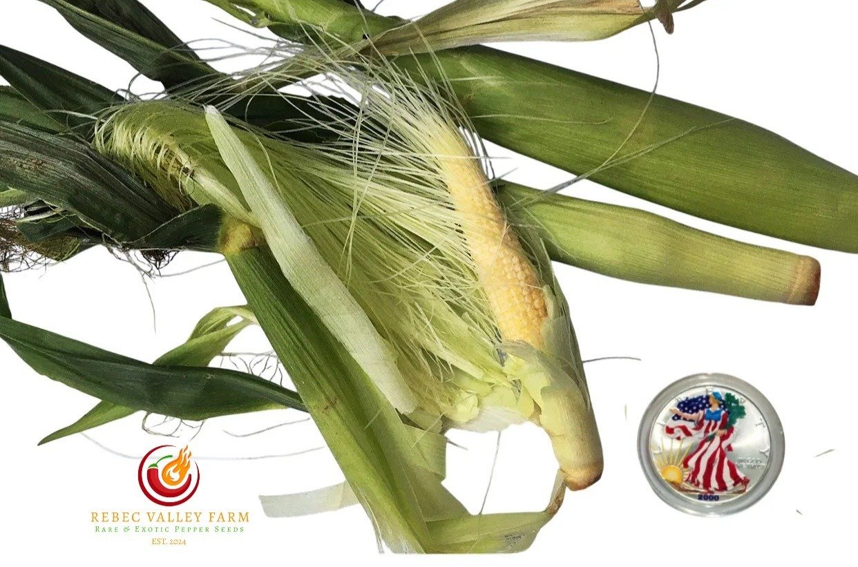 Chires Baby Sweet Corn