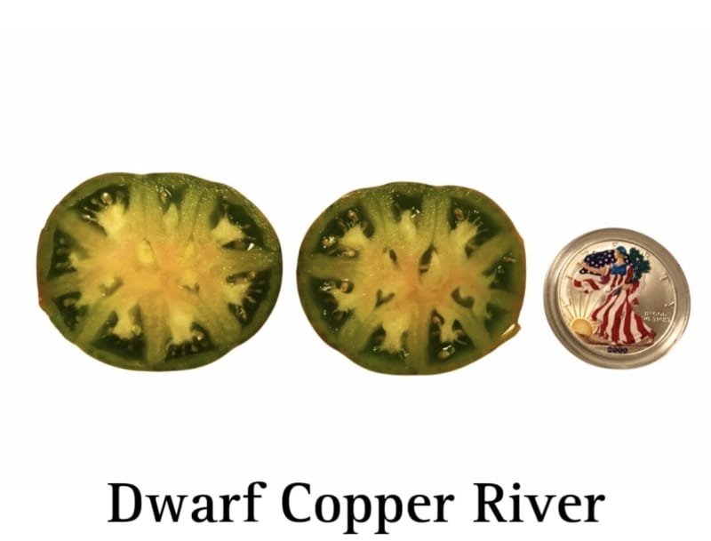 Dwarf Copper River Tomato - Image 2