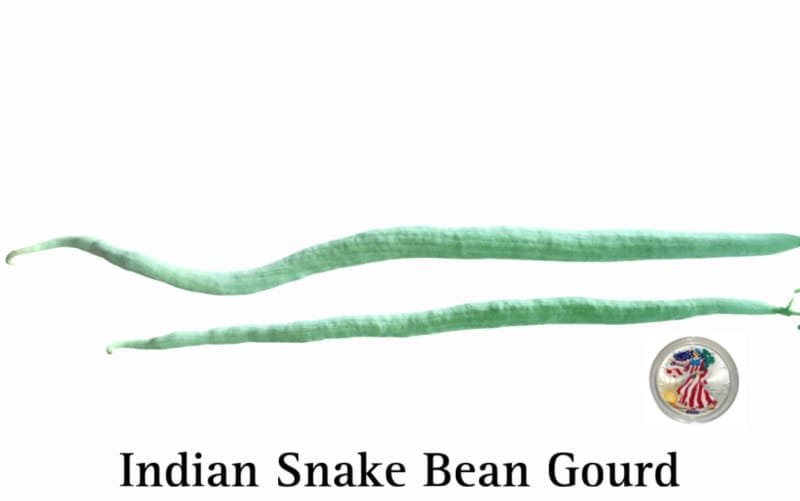 Indian Snake Bean Gourd