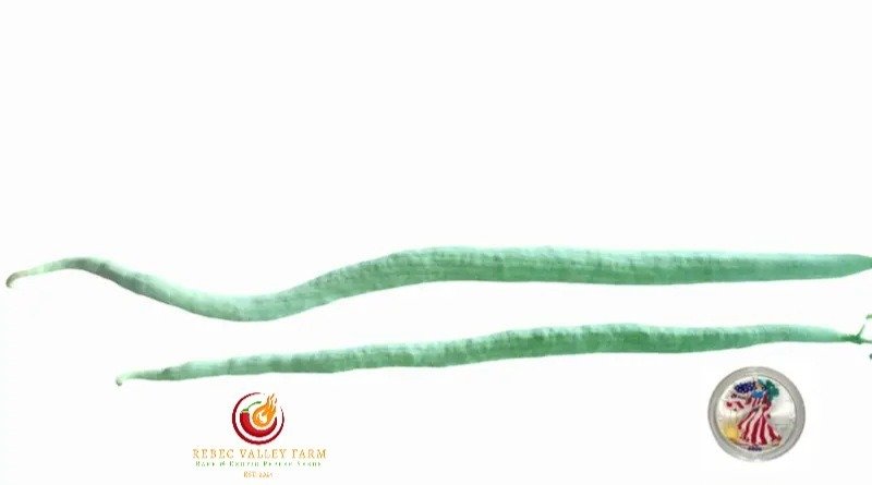 Indian Snake Bean Gourd