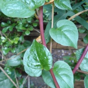 Malabar Spinach