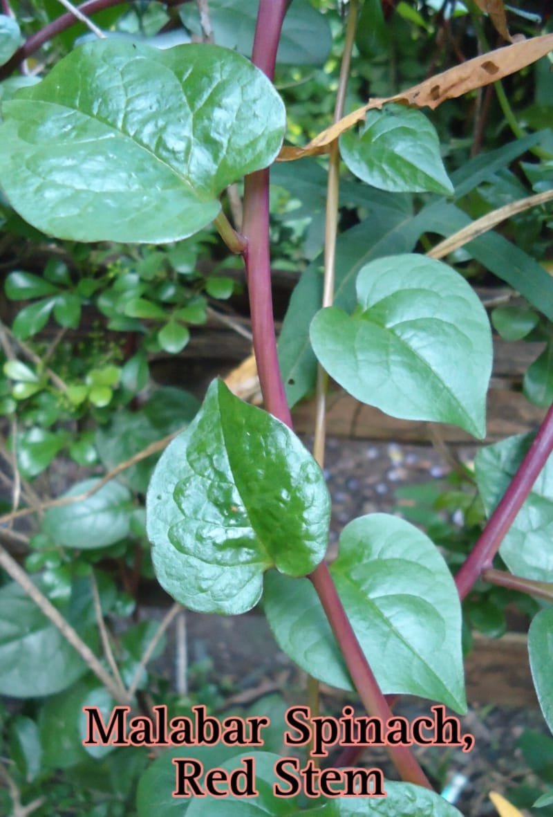 Malabar Spinach