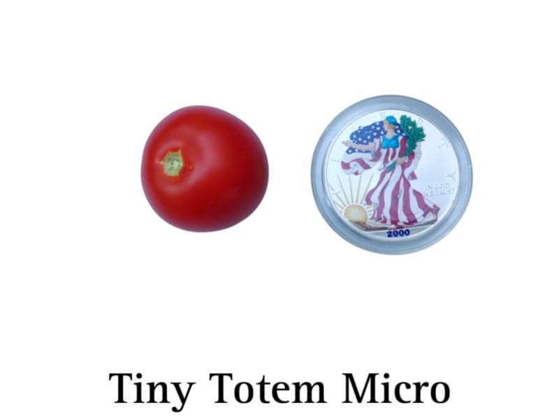Tiny Totem Micro Tomato