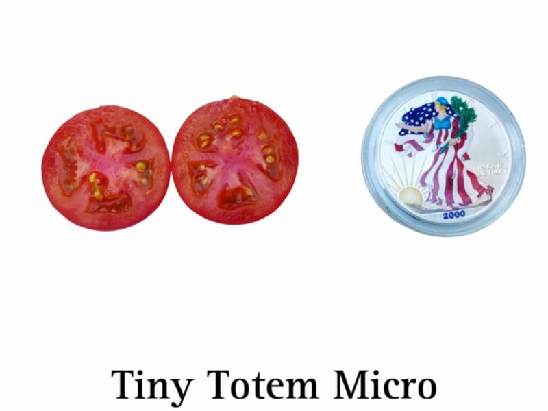 Micro Tiny Totem Tomato