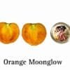 Moonglow Tomato